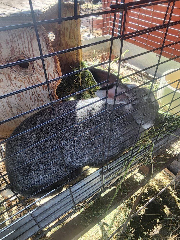 2 female rabbits