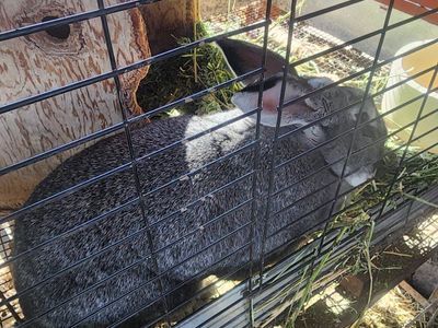 2 female rabbits