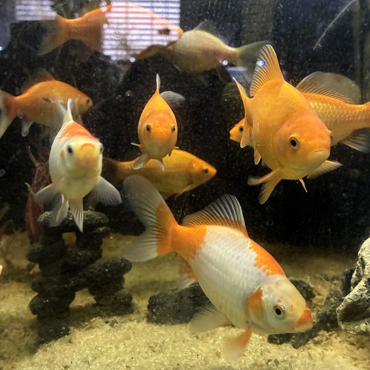 Large Pond Goldfish Aquarium Pets Live Fish Animals Tank Mates