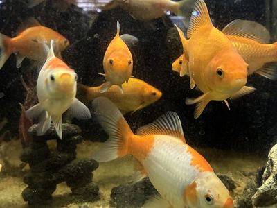 Large Pond Goldfish Aquarium Pets Live Fish Animals Tank Mates