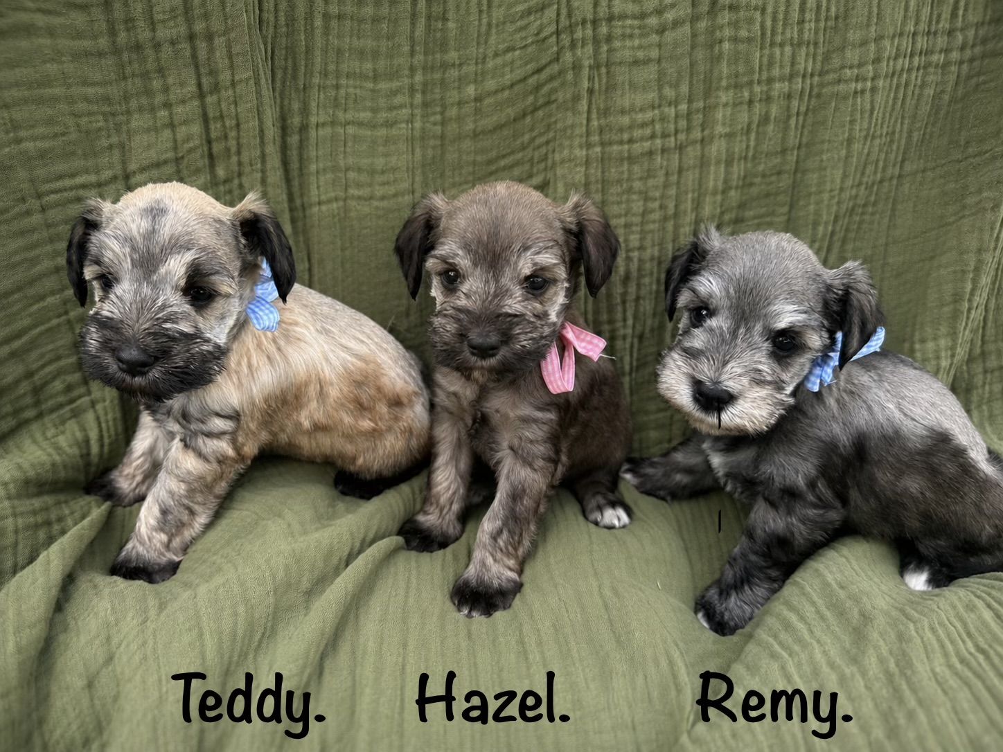 Purebred Miniature Schnauzer Puppies