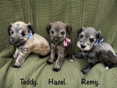 Purebred Miniature Schnauzer Puppies