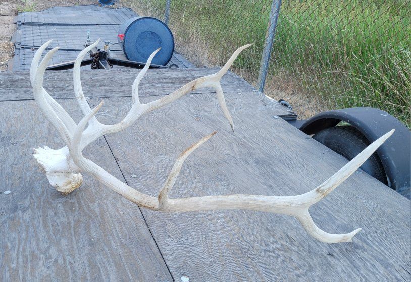 Large Real Elk Antler Shed Rack with Partial Skull - Natural Decor/Hunting Trophy