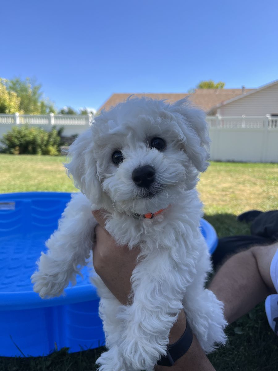 Queen Ann Bichon Frisé (Frise) Puppies - Only 1 Male & 1 Female Left! AKC, Champion Blood Lines - Ready Now!