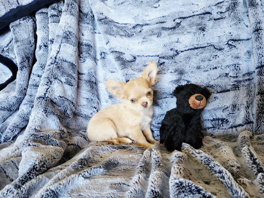 Akc Chihuahua Puppy