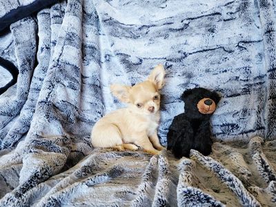 Akc Chihuahua Puppy
