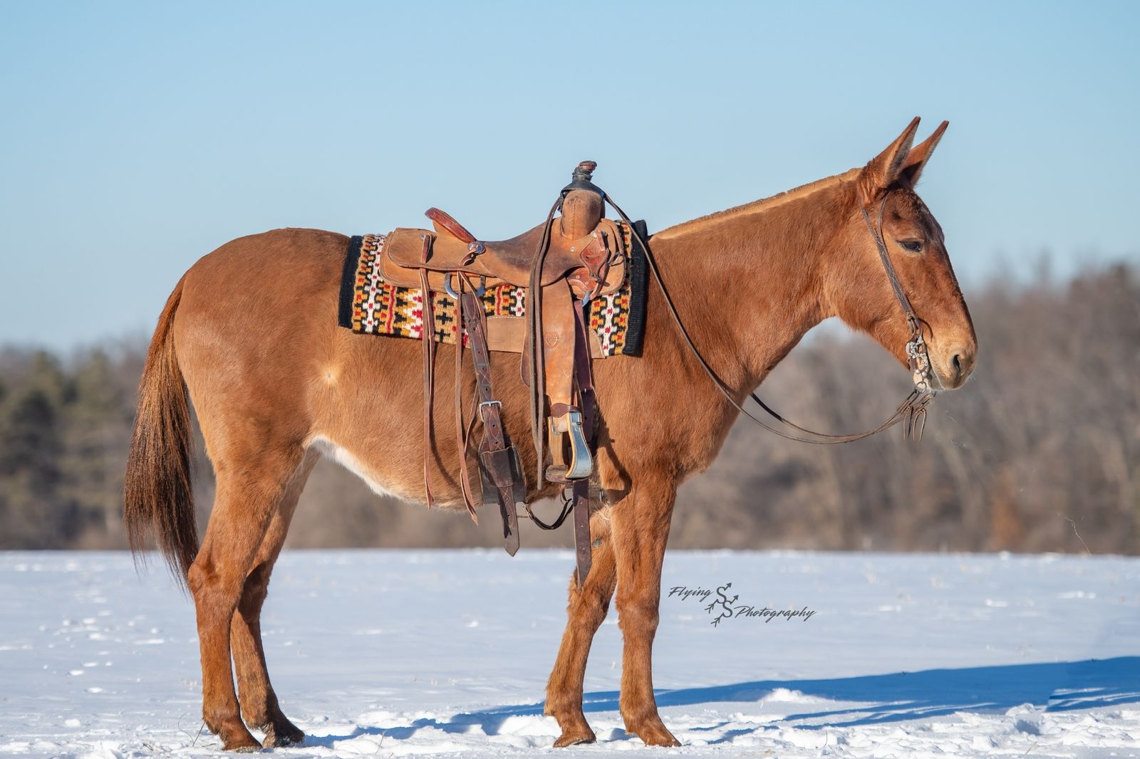 8year Old Molly Mule (Tess)