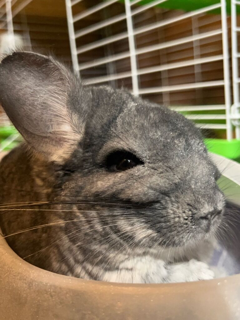 Chinchilla