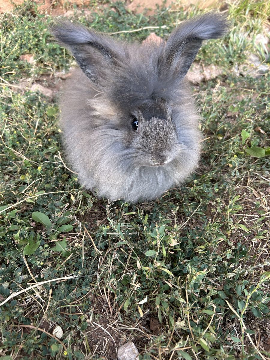 Males available. Purebred English Angora