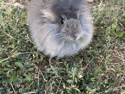 Males available. Purebred English Angora