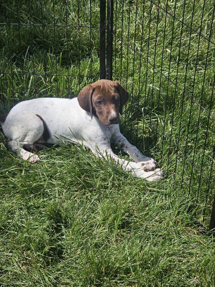 AKC registered German Shorthaired Pointer pups