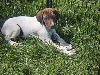 AKC registered German Shorthaired Pointer pups