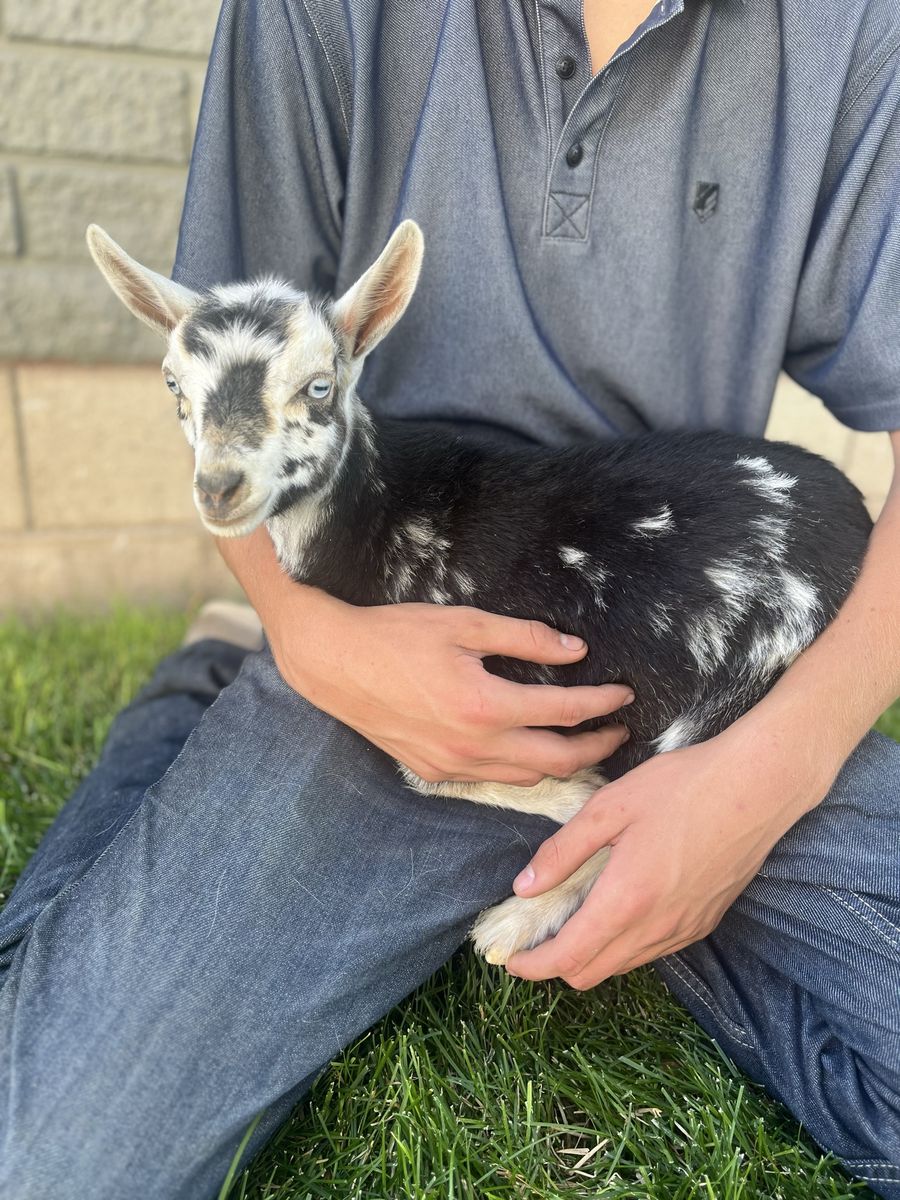 Sweet Nigerian Dwarf Doeling