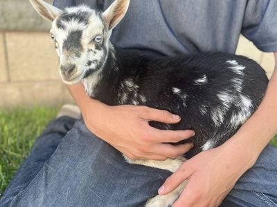 Sweet Nigerian Dwarf Doeling