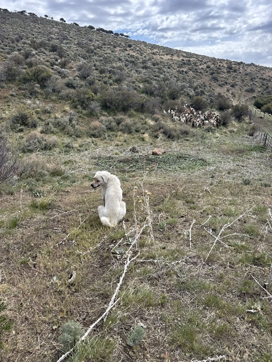 Livestock gaurd dogs