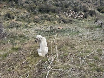 Livestock gaurd dogs