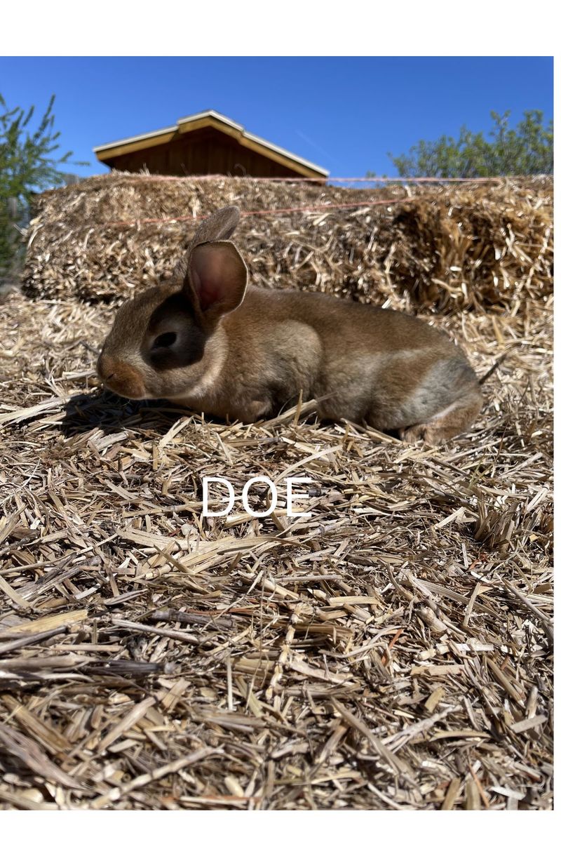 Standard Rex Rabbits
