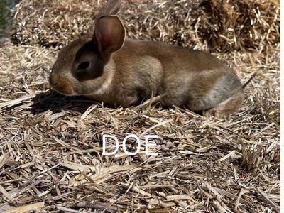 Standard Rex Rabbits