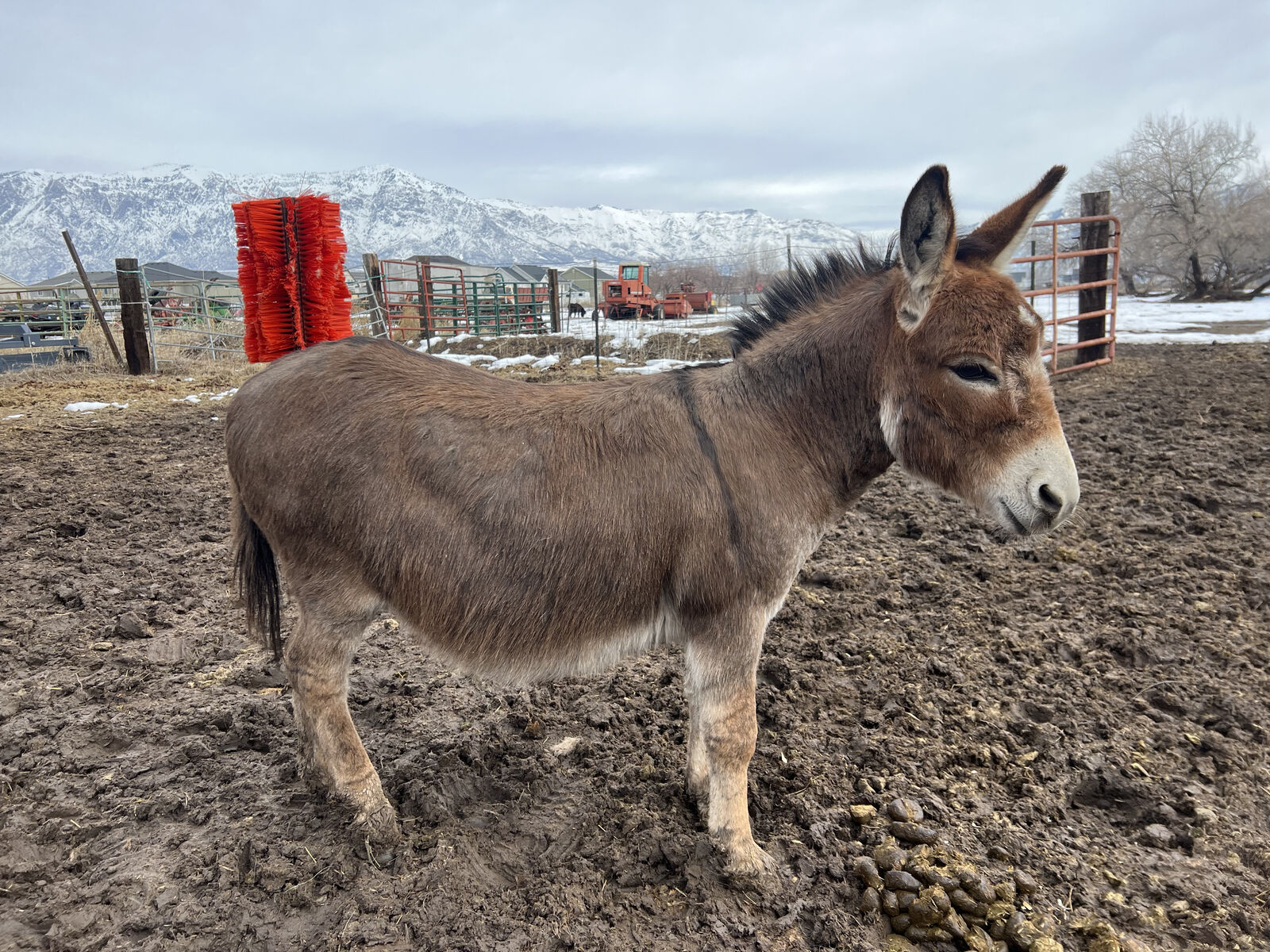 *****Registered Miniature Donkey Stud*****