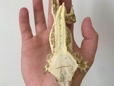 Super Chunky Lillywhite RTB female