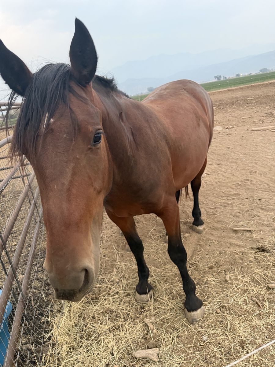 Half draft Bay Horse