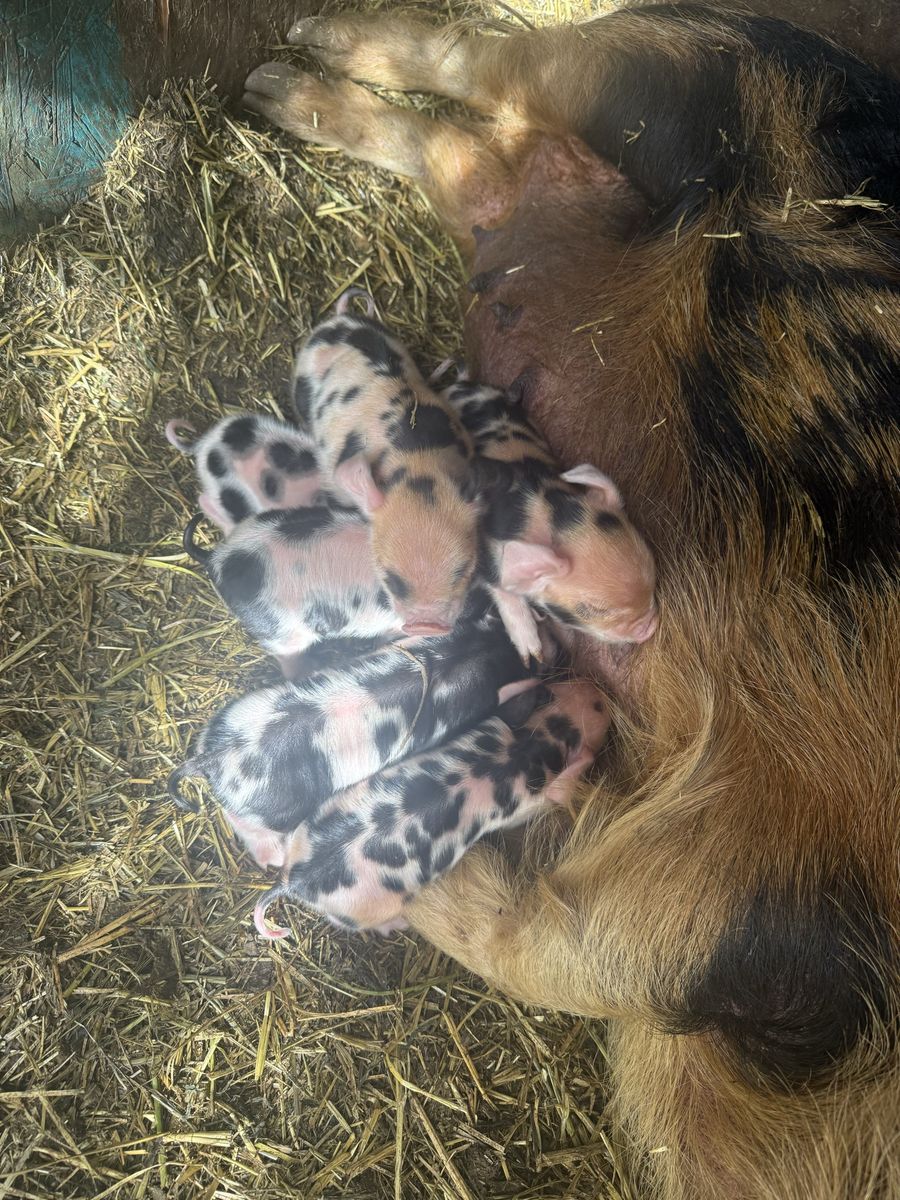 Kune kune baby's