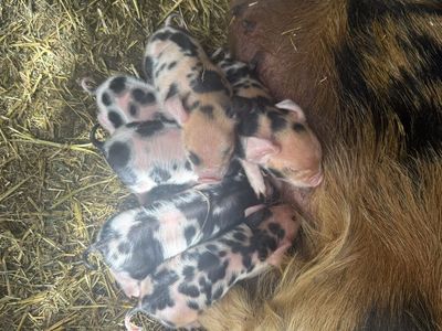 Kune kune baby's