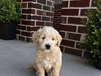 Mini goldendoodle puppy ready today