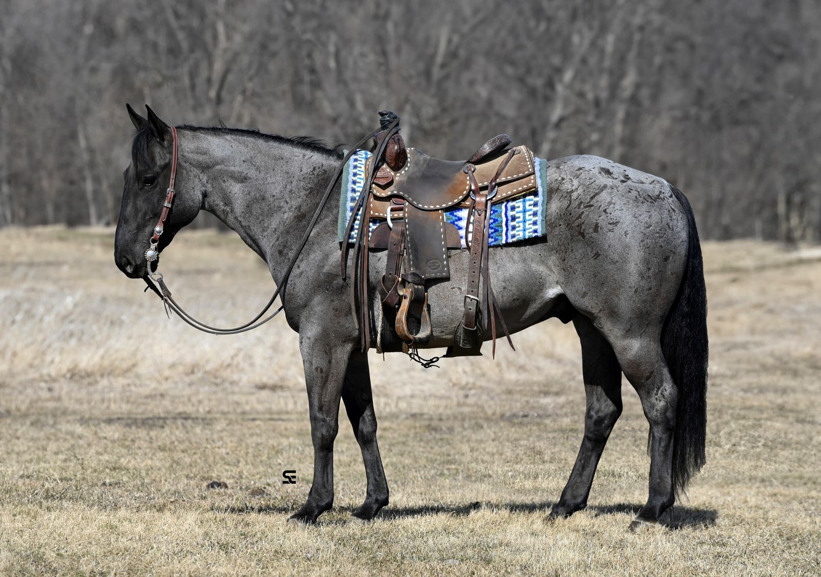 𝗧𝗥𝗨𝗘 𝗕𝗹𝘂𝗲 𝗥𝗼𝗮𝗻 𝗚𝗲𝗹𝗱𝗶𝗻𝗴 𝗔𝗡𝗬𝗕𝗢𝗗𝗬 𝗖𝗮𝗻 𝗥𝗶𝗱𝗲!