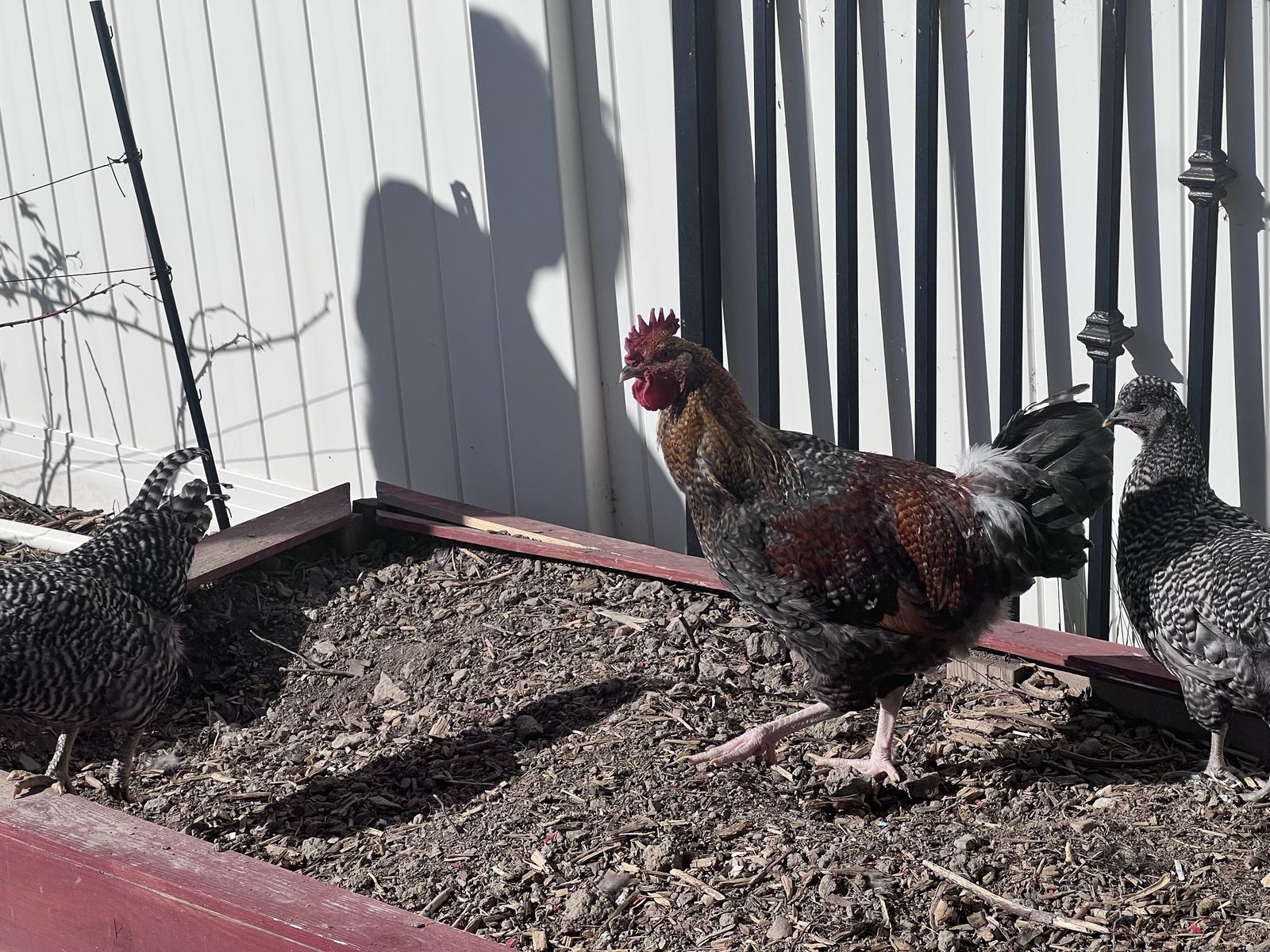 Rooster