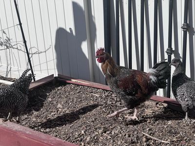 Rooster