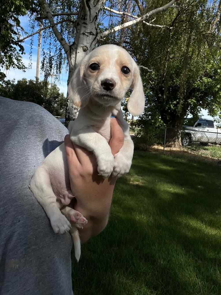 dachshund puppy