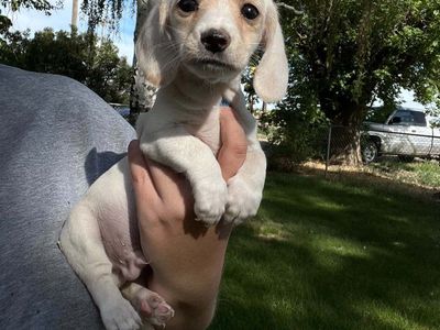 dachshund puppy