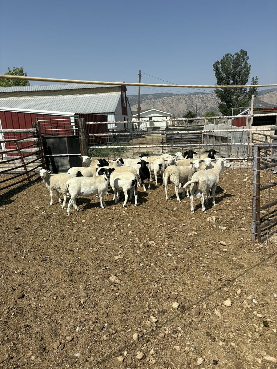 For Sale Healthy Dorper Sheep 