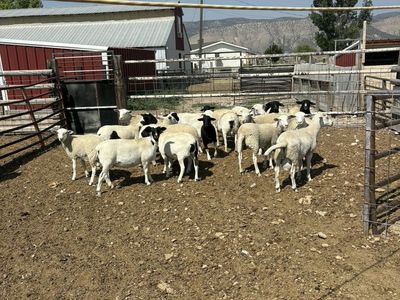 For Sale Healthy Dorper Sheep