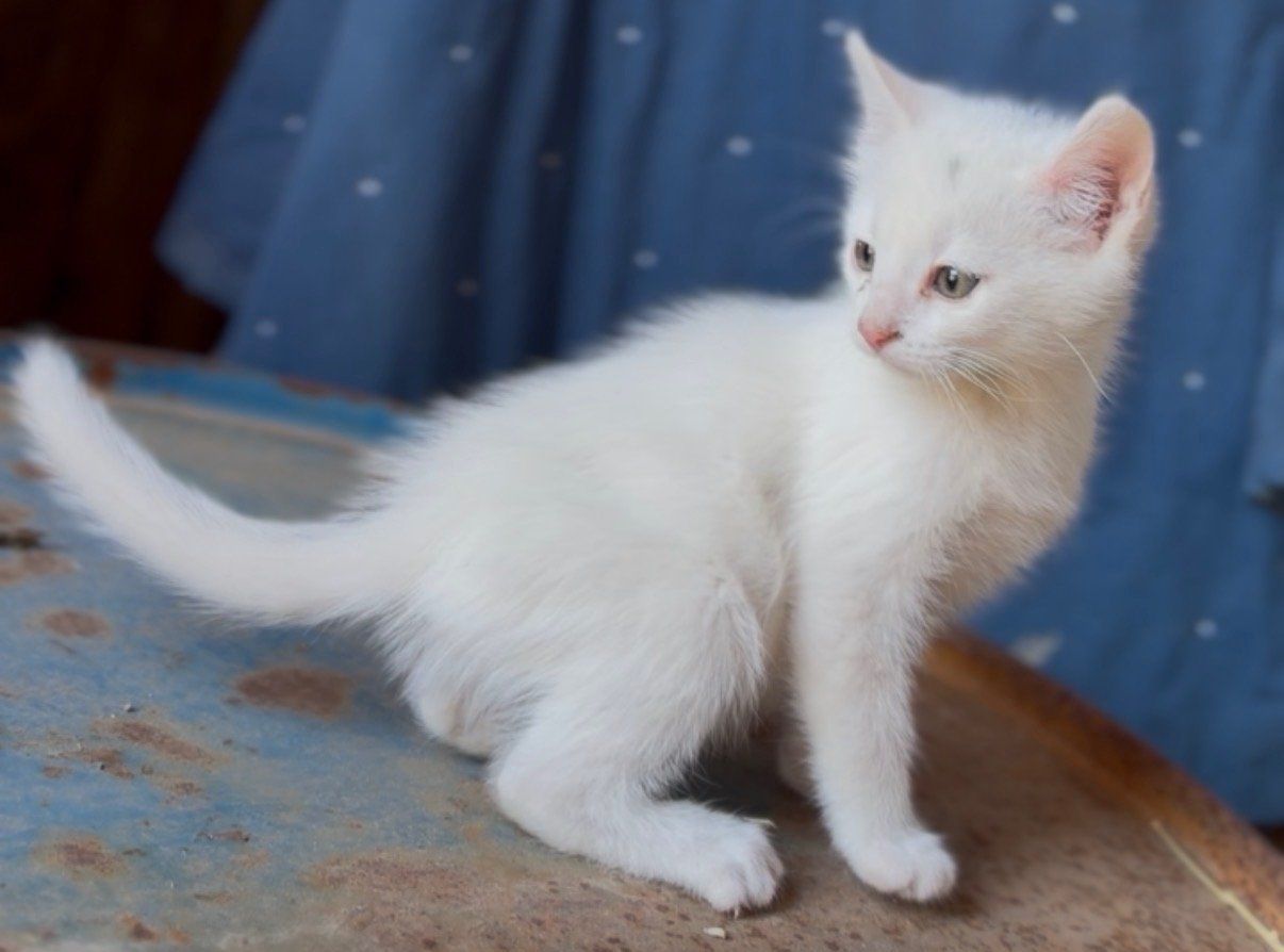 baby kitten