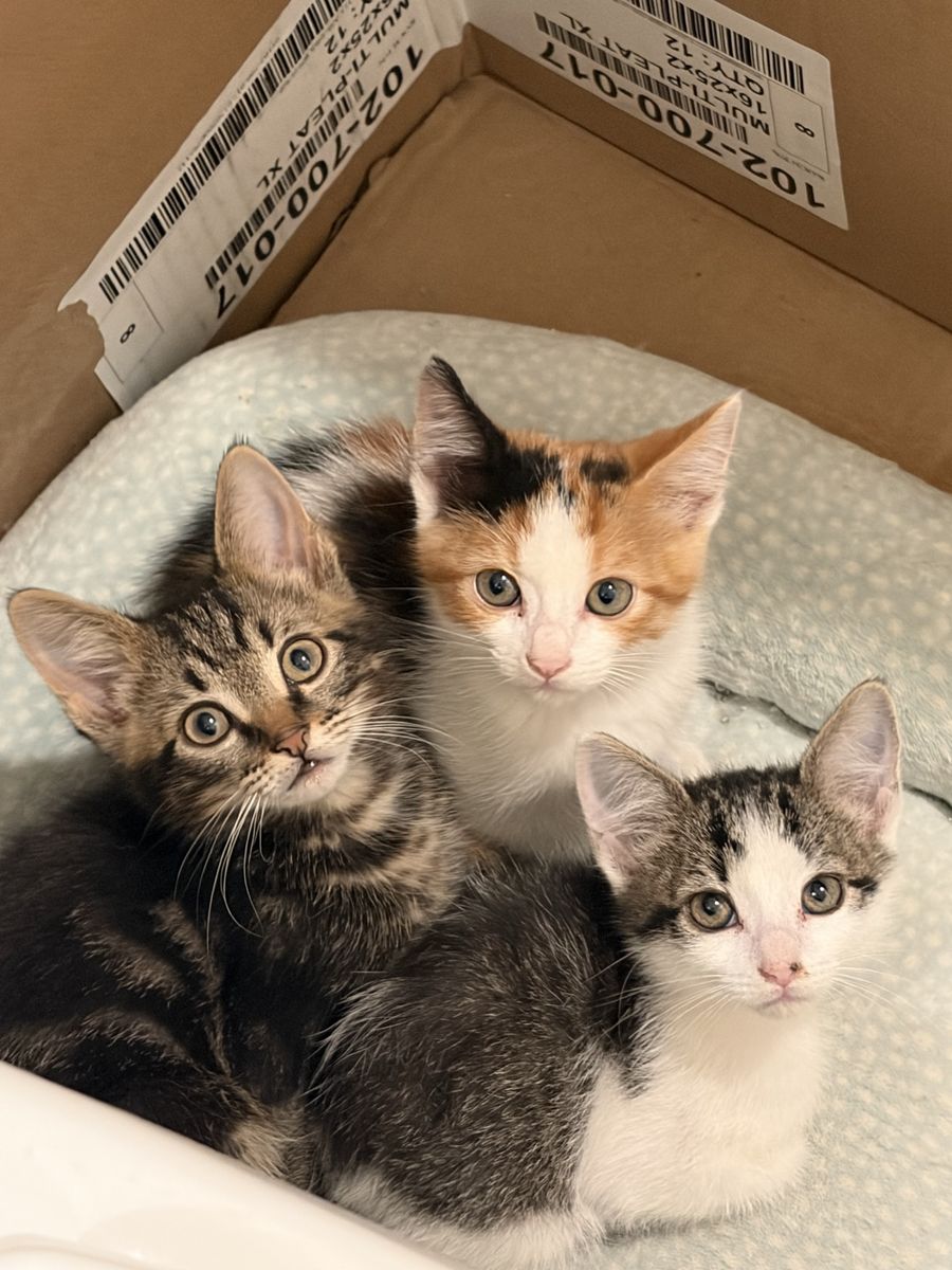 Kittens