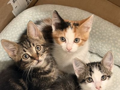 Kittens