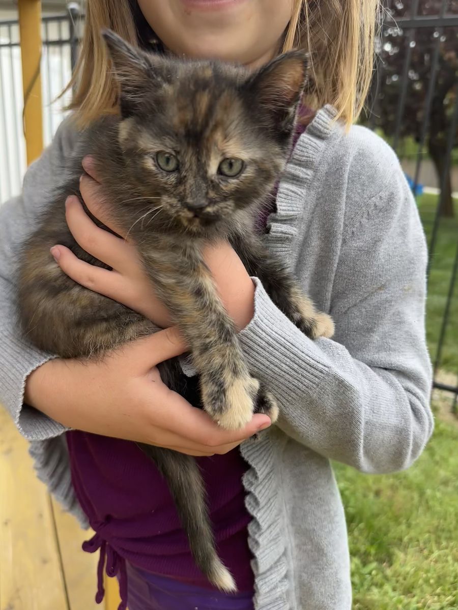 Kittens $50