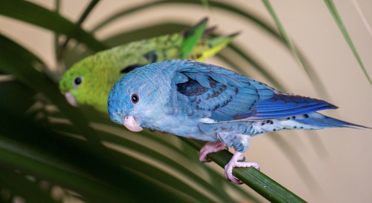 ISO Lineolated Parakeet
