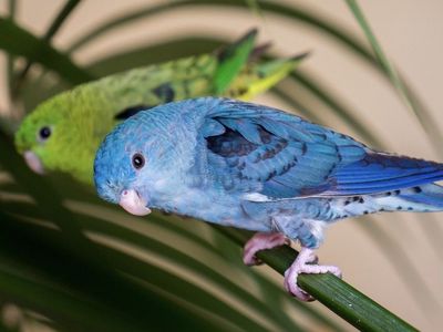ISO Lineolated Parakeet