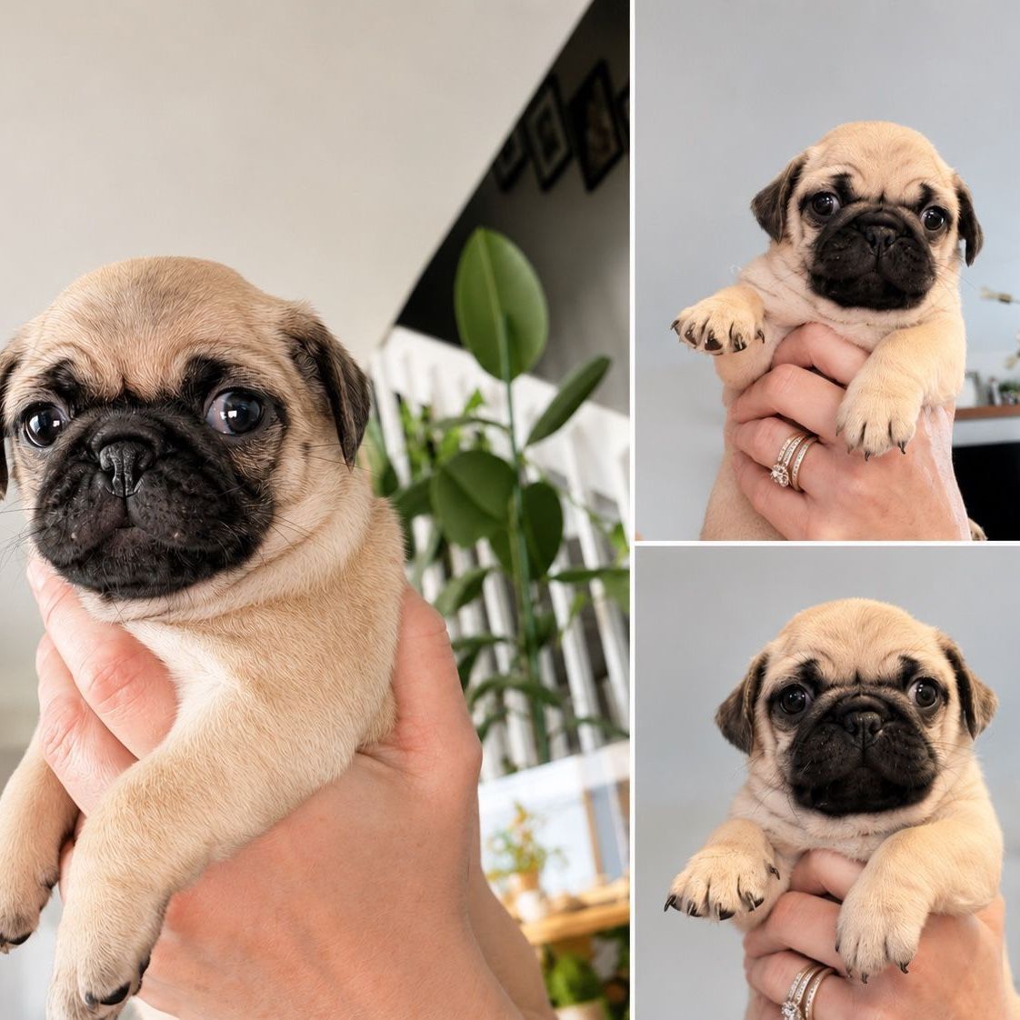 Pure Bred Pug Puppies