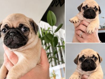 Pure Bred Pug Puppies