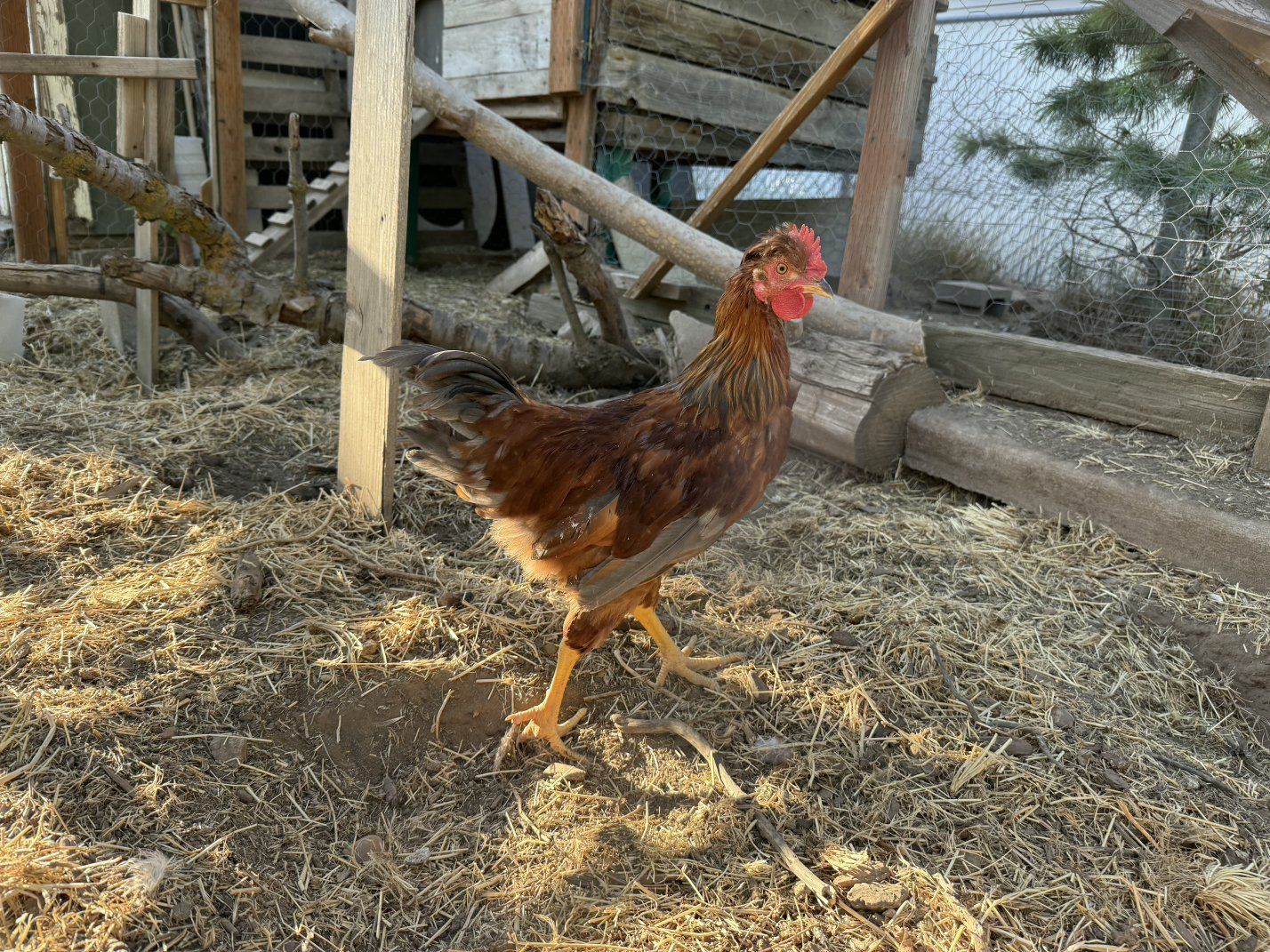 Free Rooster