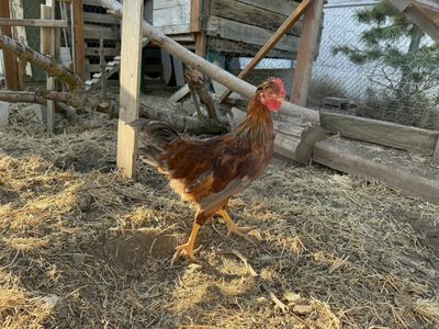 Free Rooster