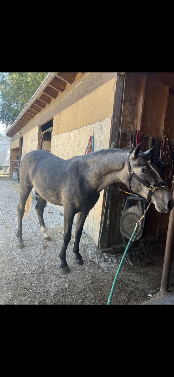Andalusian