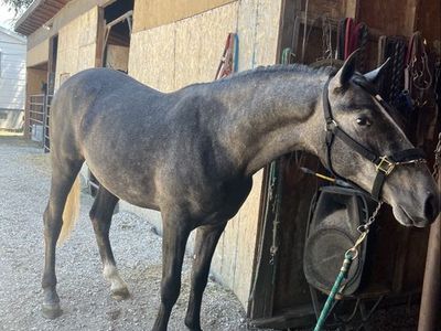 Andalusian