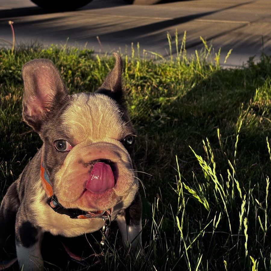 AKC-Adorable French Bulldog Puppy - Male, Blue pied with Blue Eyes-Reduced Price