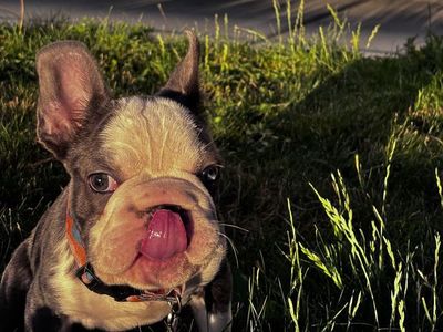 AKC-Adorable French Bulldog Puppy - Male, Blue pied with Blue Eyes-Reduced Price