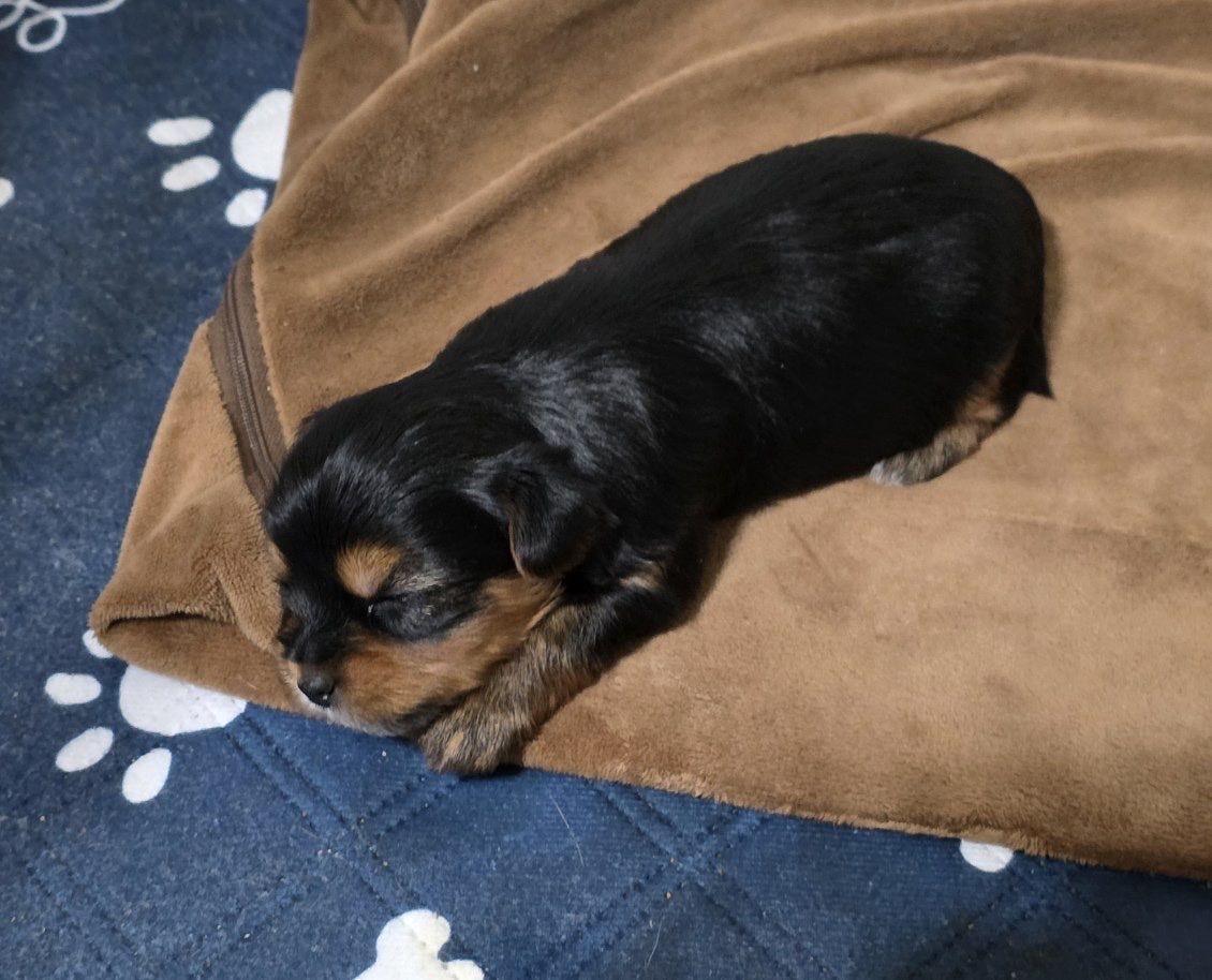 YORKIES FOR SALE!!